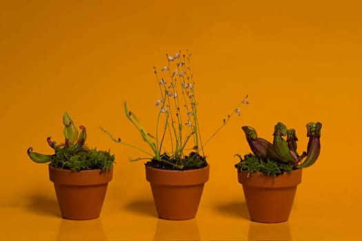 Carnivorous plants
