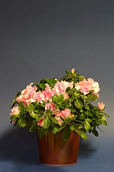Pink azalea