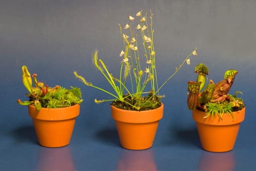 Carnivorous plants