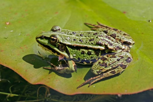 Water frog,Rana esculanta