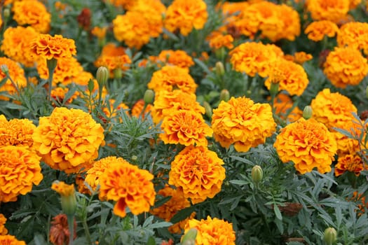 Tagetes
