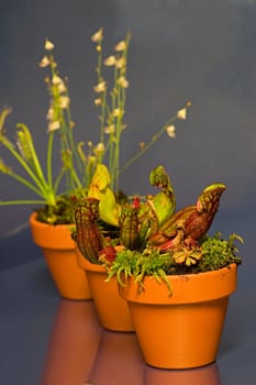 carnivorous plants