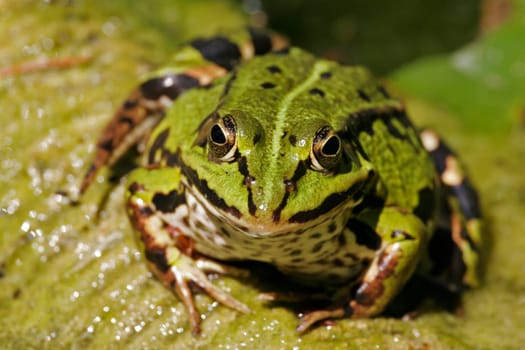 Water frog,Rana esculanta