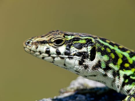 Podacris sicula, Ruineneidechse