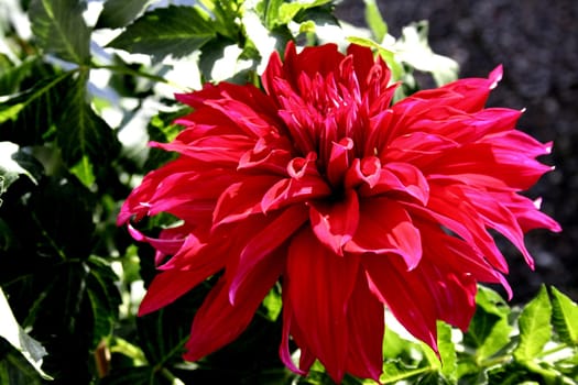 Autumn flowering