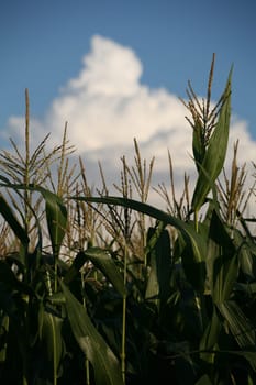 Still unripe corn against a blue sky