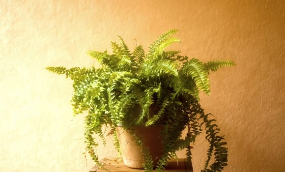 Fern