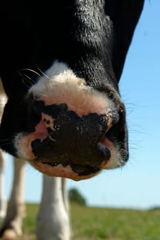 Beef mouth