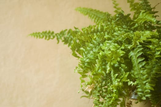 fern