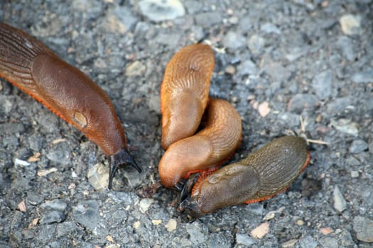 Snails eating a conspecific. Yes,snails are cannibals - but they only prey on animals that are already dead.