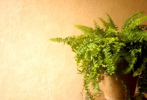 Fern