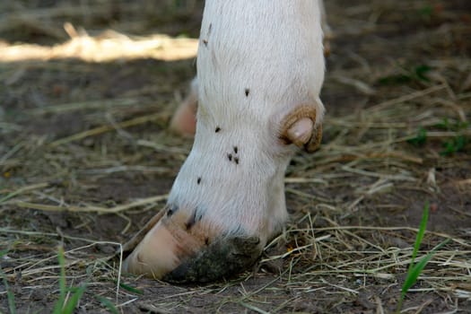Beef claw
