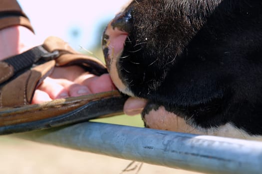 Licking feet