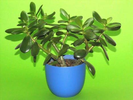 Money plant