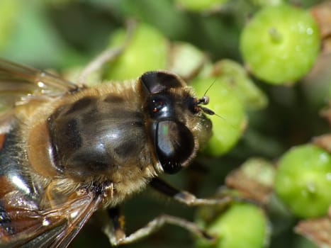 a very common hoverfly species