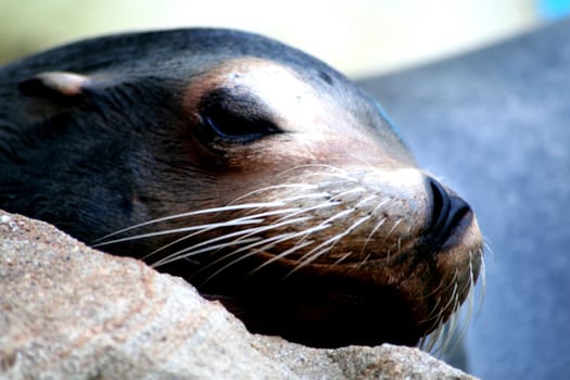 Siesta