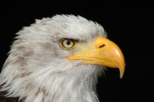 Majestic