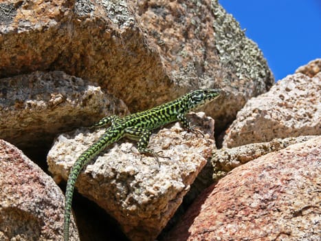 Podacris sicula, Ruineneidechse
