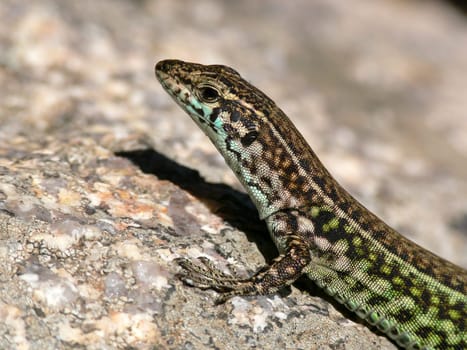 Podacris sicula, Ruineneidechse