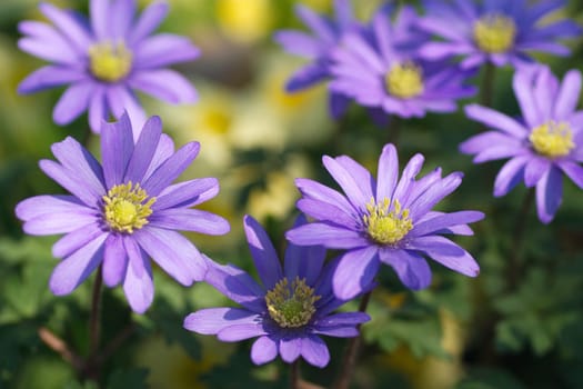 blue anemones