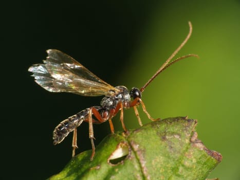 maybe a male of the wood ichneumon wasp