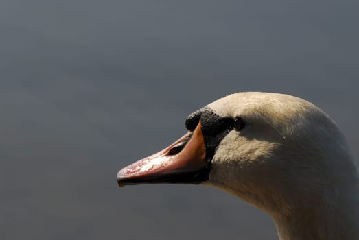 Swan