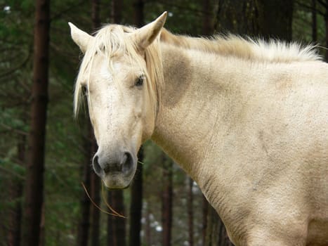 Wild Horse Close up