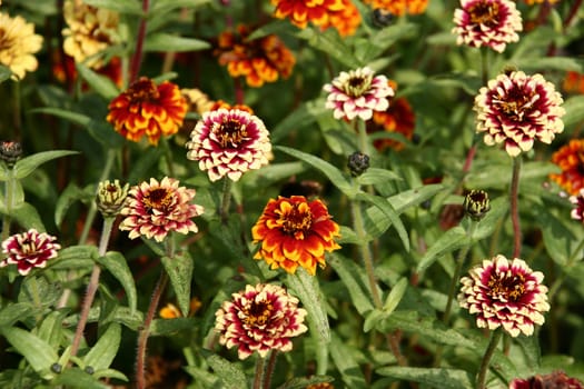 Zinnia