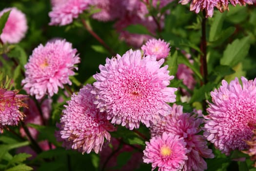 Summer aster