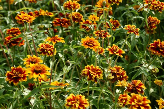 Zinnia