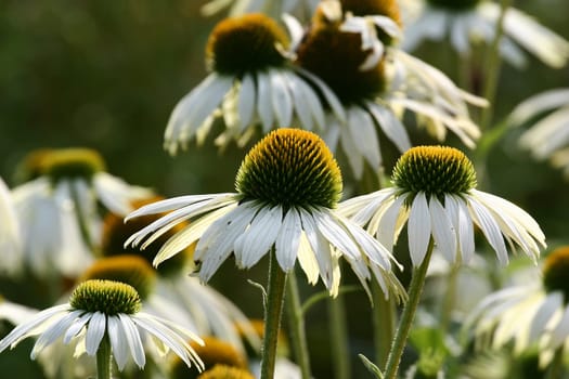 Coneflower