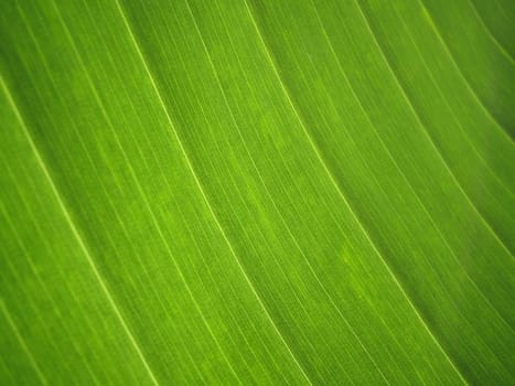 Banana leaf