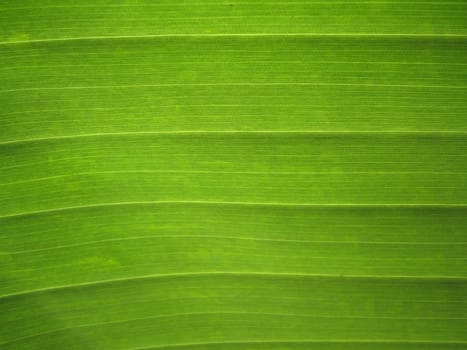 Banana leaf