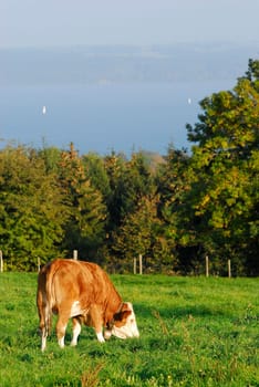 In the pasture