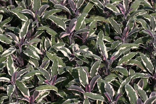 Sage