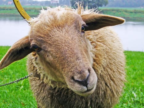Sheep close
