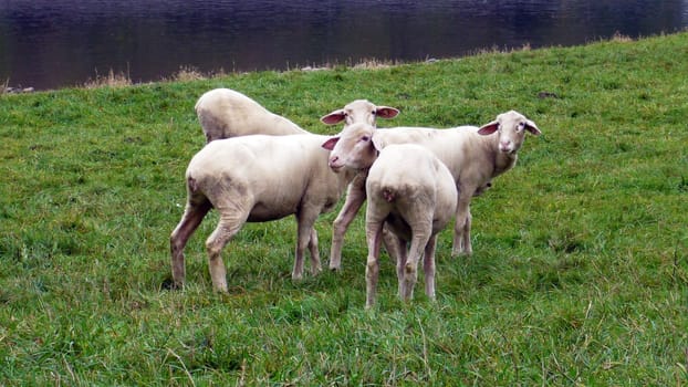Sheep sheared