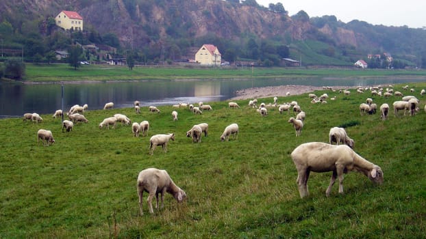 Flock of sheep