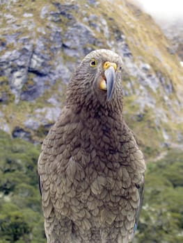Kea