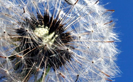 In a dandelion
