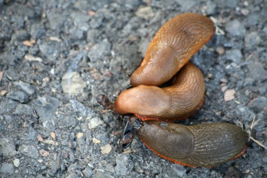 Snail plague