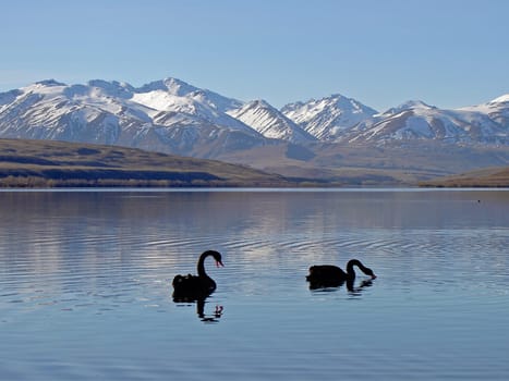 Mourning swans