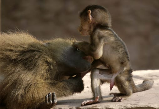 Baby baboon
