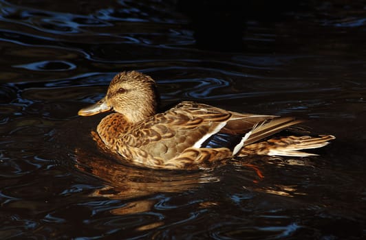 It's not a special motif,but I liked the light tonight!:-)