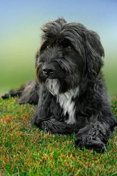 Dog portrait