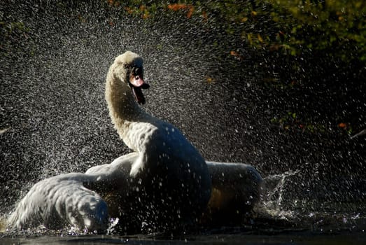 Swan Dance