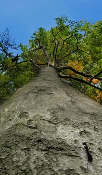 The long way of the little ant