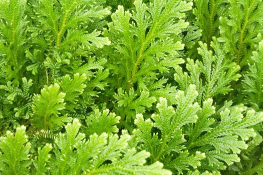 Plant texture