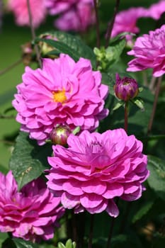 Dahlias