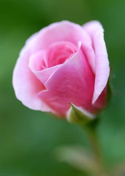 Pink Rose